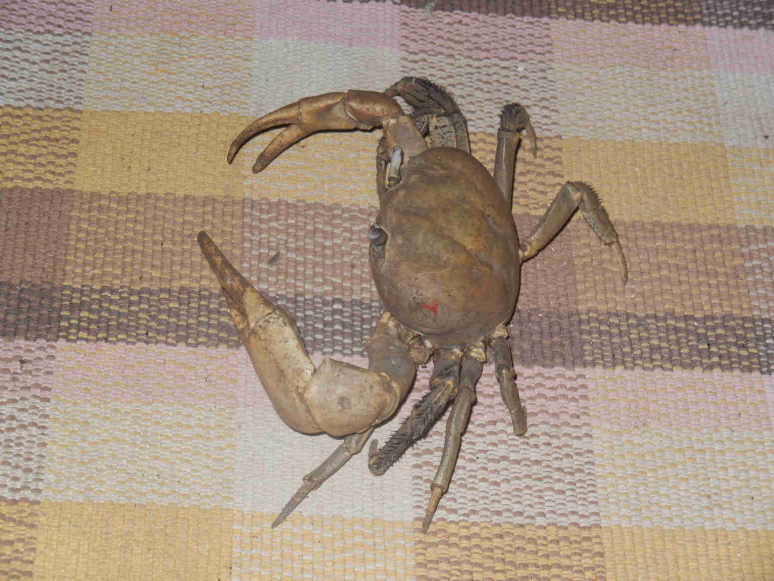 I found this giant crab in my hotel room in Bora Bora